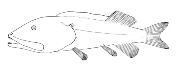 Leptochilichthys pinguis (Leptochilichthys pinguis) |commons:File:Leptochilichthys pinguis.jpg