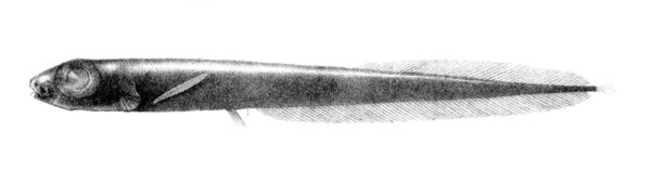 Leptoderma macrophthalmum (Leptoderma macrophthalmum) |commons:File:Leptoderma macrops1.jpg
