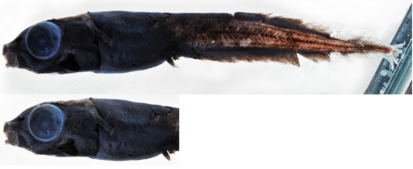 Leptoderma ospesca (Leptoderma ospesca) |commons:File:Leptoderma ospesca.png