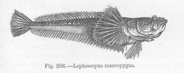 Leptoscopus macropygus (Leptoscopus macropygus) |commons:File:FMIB 47107 Leptoscopus macropygus.jpeg