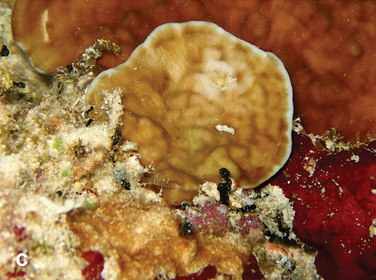 Leptoseris Foliosa (Leptoseris foliosa) |commons:File:Leptoseris foliosa.jpg