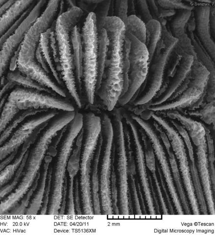 Leptoseris Glabra (Leptoseris glabra) |commons:File:Leptoseris glabra, coralito.jpg