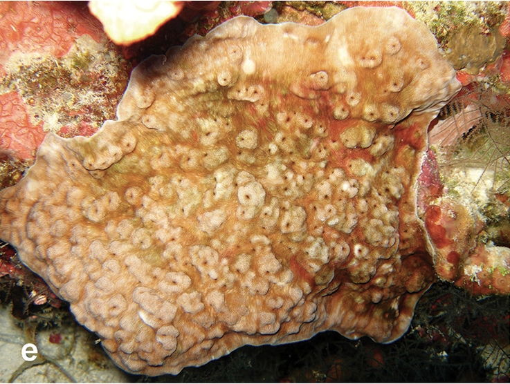 Leptoseris Hawaiiensis (Leptoseris hawaiiensis) |commons:File:Leptoseris hawaiiensis.jpg