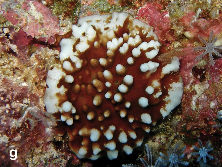 Leptoseris Kalayaanensis (Leptoseris kalayaanensis) |commons:File:Leptoseris kalayaanensis.jpg