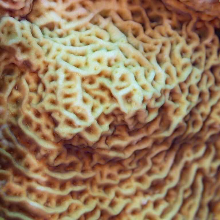 Leptoseris Mycetoseroides (Leptoseris mycetoseroides) |commons:File:Coral (Leptoseris mycetoseroides), Nosy Antanimora, Madagascar, 2025-09-15, DD 137.jpg