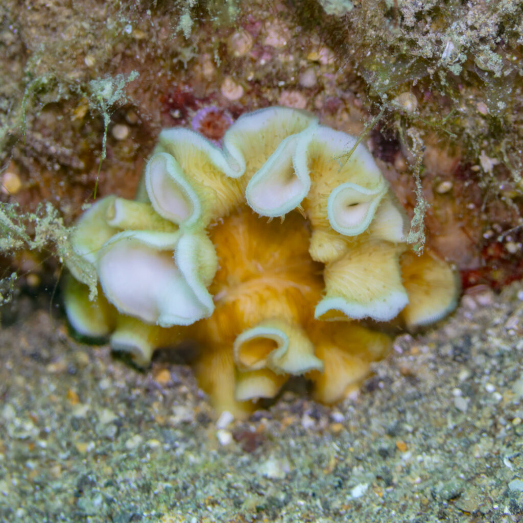 Leptoseris Tubulifera (Leptoseris tubulifera) |commons:File:Coral (Leptoseris tubulifera), Anilao, Filipinas, 2023-08-24, DD 56.jpg