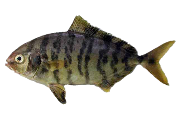lesser amberjack (Seriola fasciata) |commons:File:Seriola Fasciata.png