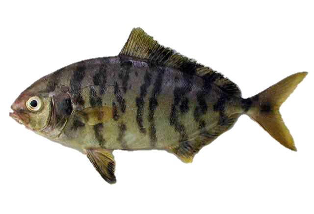lesser amberjack (Seriola fasciata) |commons:File:Seriola Fasciata.png