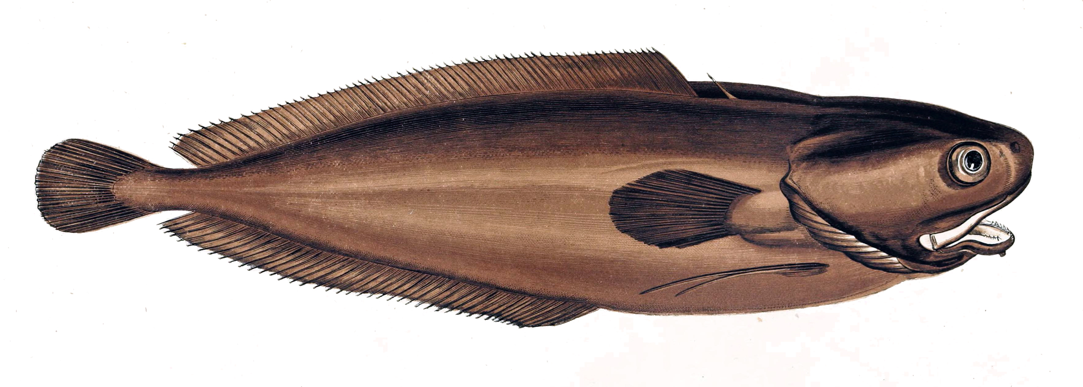 Lesser Fork-beard (Raniceps raninus) |commons:File:Raniceps raninus.jpg
