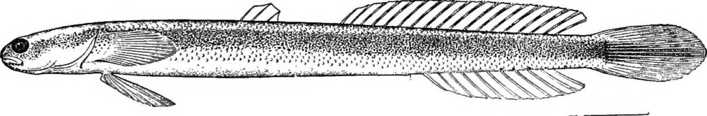Leucopsarion petersii (Leucopsarion petersii) |commons:File:Leucopsarion petersii - Image from page 498 of "A guide to the study of fishes" (1905).jpg
