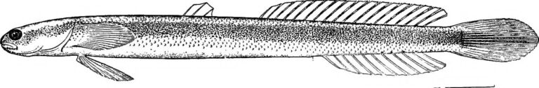 Leucopsarion petersii (Leucopsarion petersii) |commons:File:Leucopsarion petersii - Image from page 498 of "A guide to the study of fishes" (1905).jpg