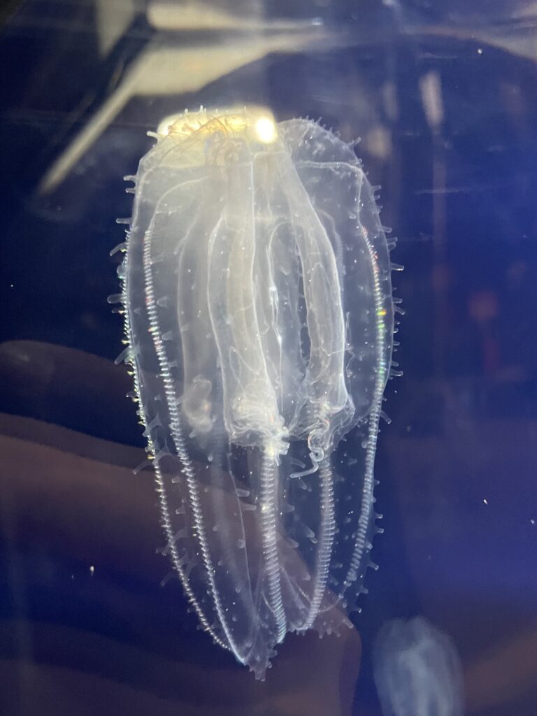 Leucothea japonica Leucothea japonica