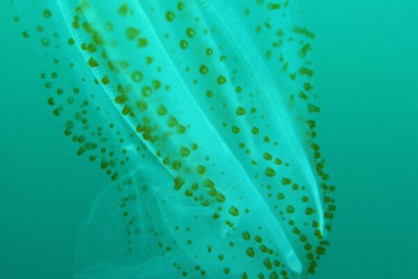Leucothea pulchra Leucothea pulchra