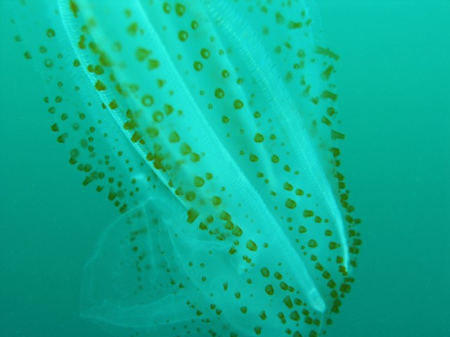 Leucothea pulchra Leucothea pulchra