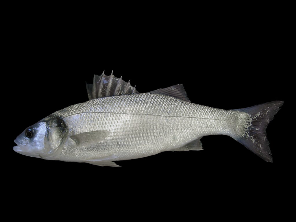 Levrek Dicentrarchus labrax