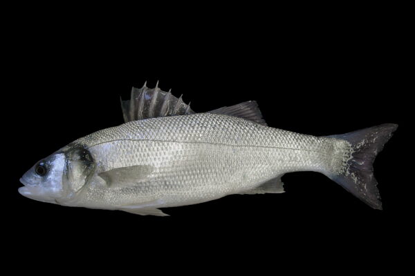 Levrek Dicentrarchus labrax