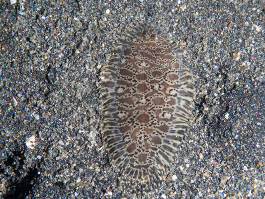 Liachirus melanospilos (Liachirus melanospilos) |commons:File:Carpet sole (Liachirus melanospilos) (42362709191).jpg