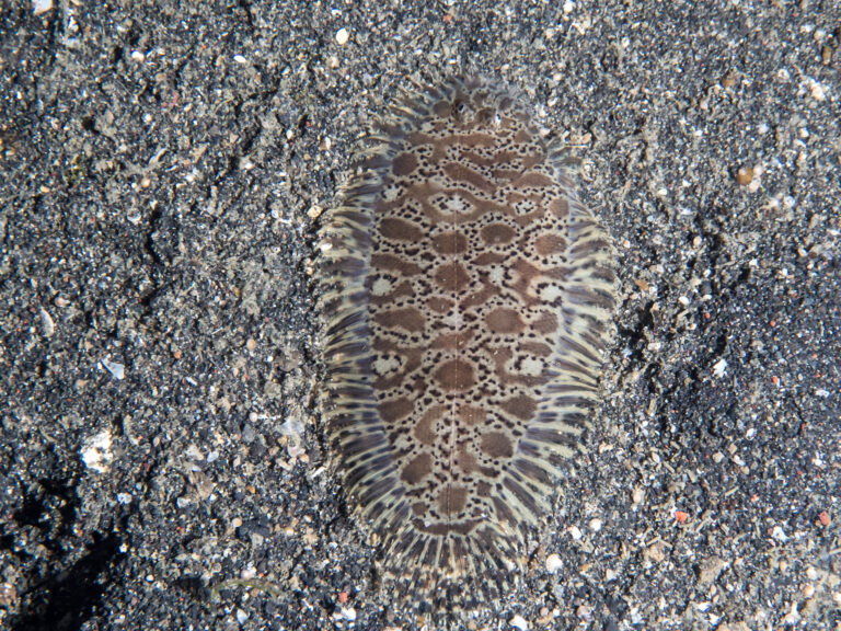 Liachirus melanospilos (Liachirus melanospilos) |commons:File:Carpet sole (Liachirus melanospilos) (42362709191).jpg