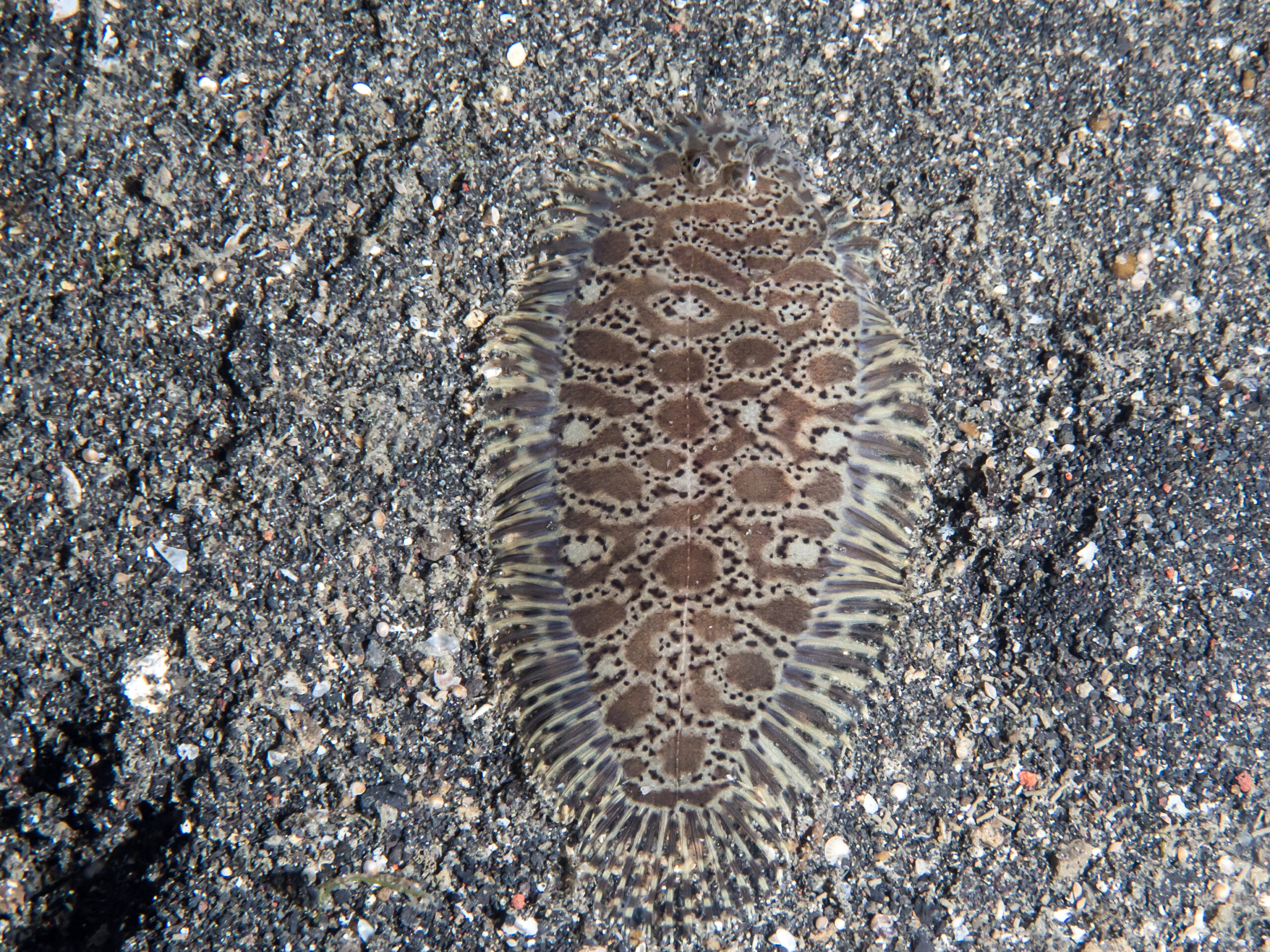 Liachirus melanospilos (Liachirus melanospilos) |commons:File:Carpet sole (Liachirus melanospilos) (42362709191).jpg