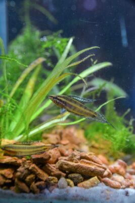 Licorice Gourami (Parosphromenus deissneri) |commons:File:Parosphromenus deissneri.jpg