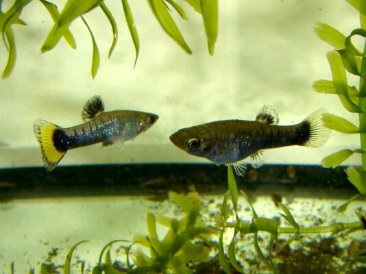 Limia (Limia melanogaster) |commons:File:Limia melanogaster.jpg