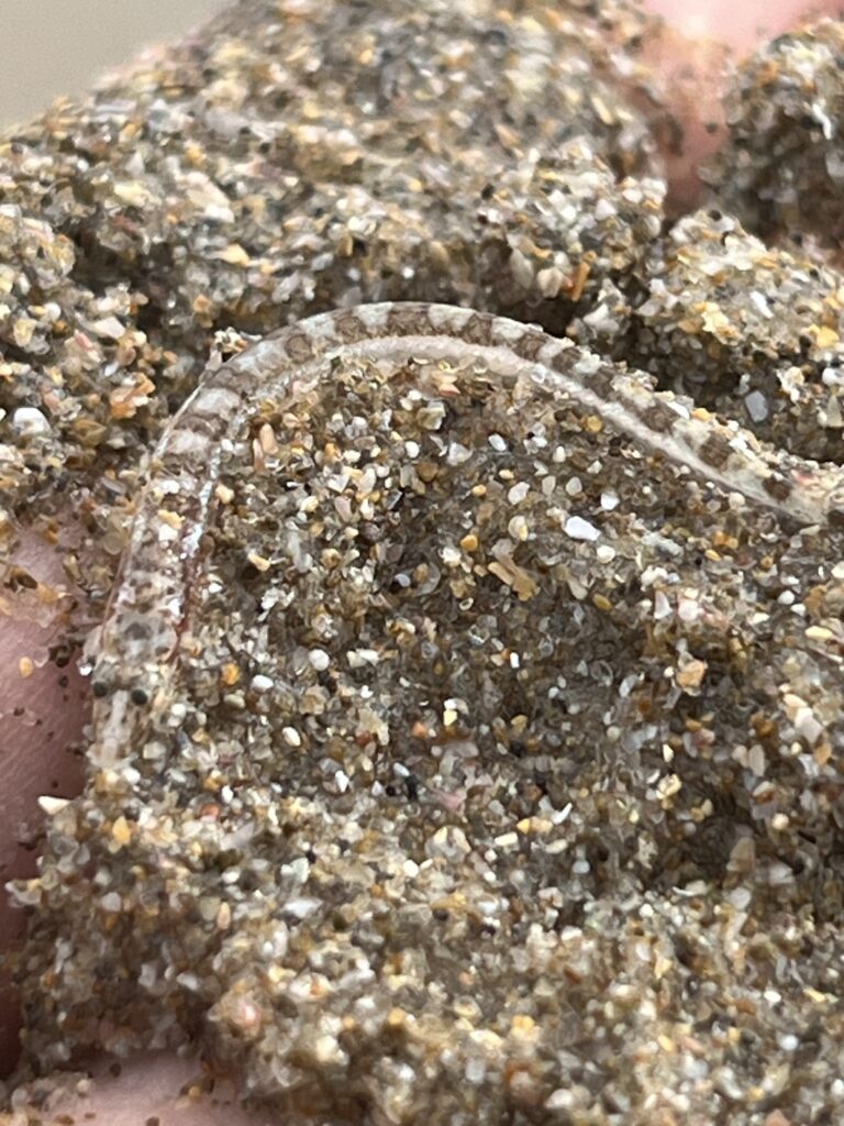 Limnichthys polyactis (Limnichthys polyactis) |commons:File:Limnichthys polyactis 269173296.jpg