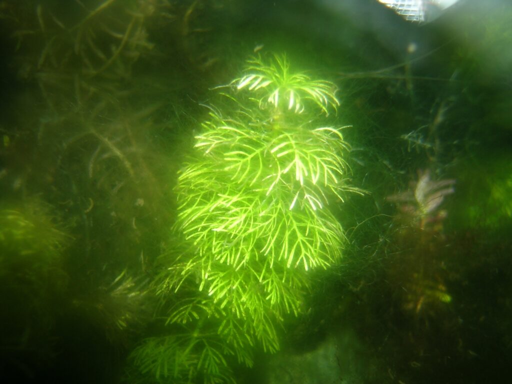 Limnofila Sessiliflora (Limnophila sessiliflora) |commons:File:-Limnophila sessiliflora- from Japan.JPG