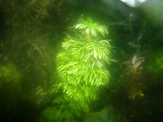 Limnofila Sessiliflora (Limnophila sessiliflora) |commons:File:-Limnophila sessiliflora- from Japan.JPG