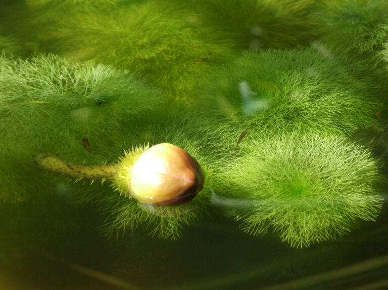 Limnophila Aquatica (Limnophila aquatica) |commons:File:Limnophila aquatica a1.jpg