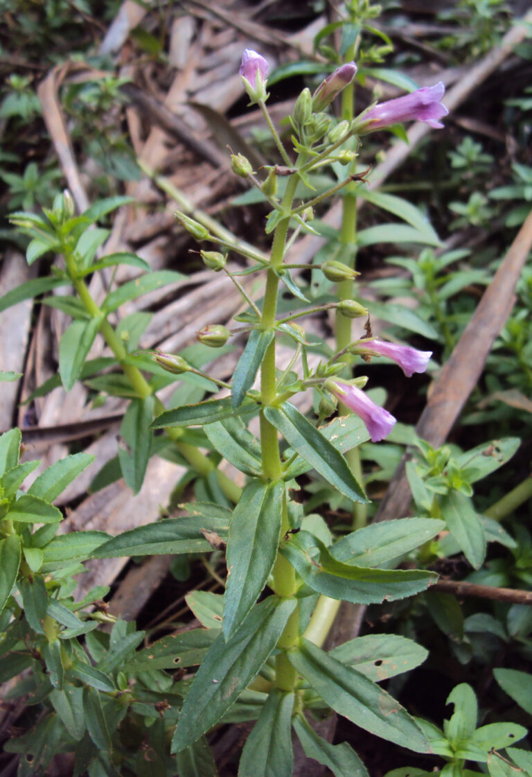 Limnophila Aromatica (Limnophila aromatica) |commons:File:Limnophila aromatica 01.JPG