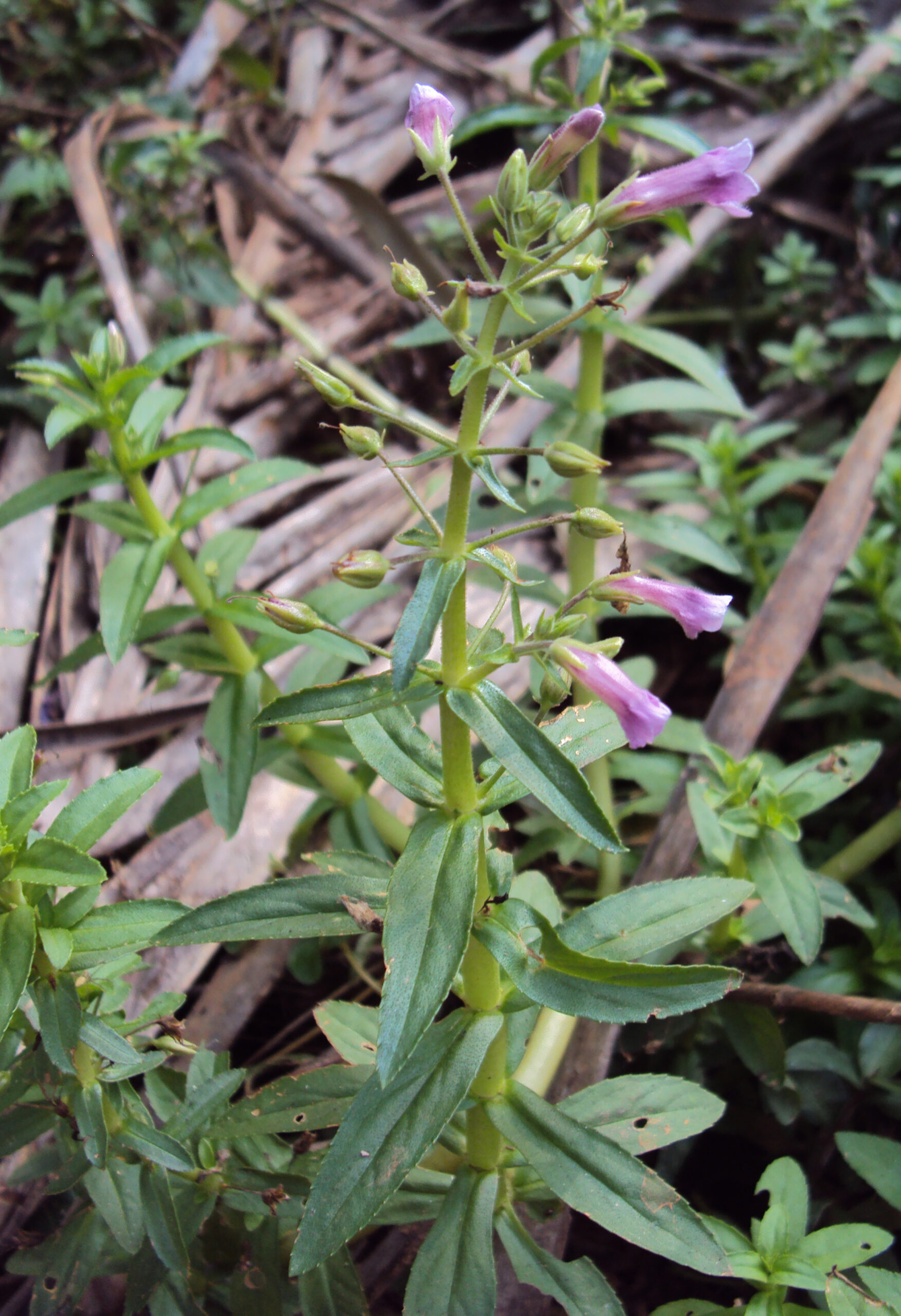 Limnophila Aromatica (Limnophila aromatica) |commons:File:Limnophila aromatica 01.JPG