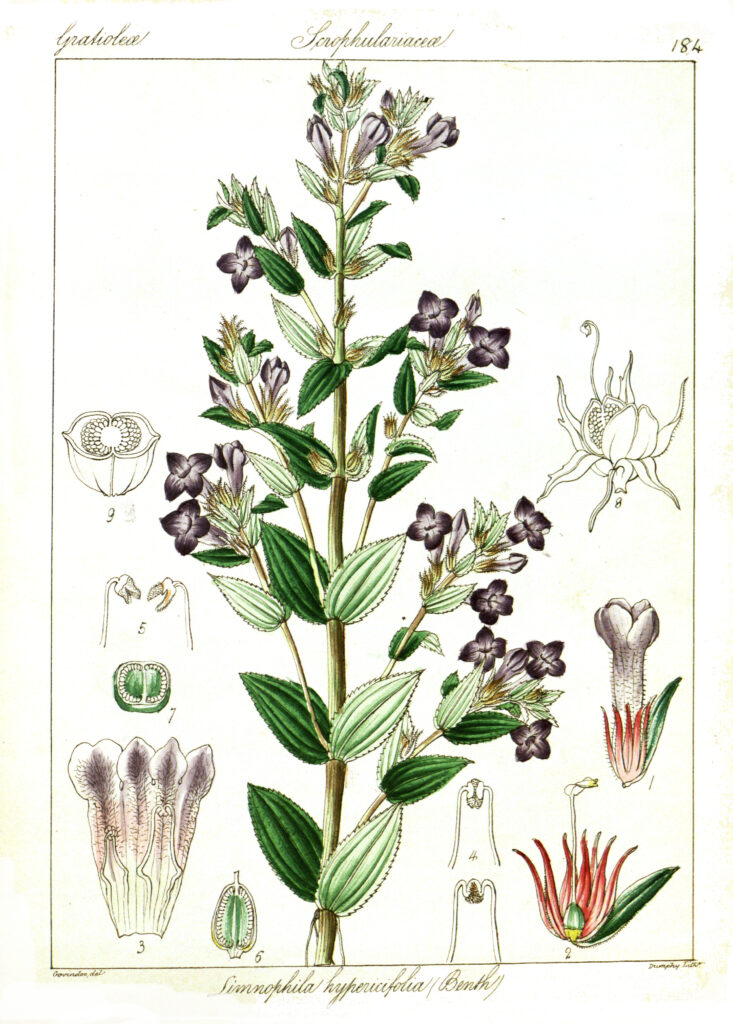 Limnophila Connata (Limnophila connata) |commons:File:Limnophila connata Govindoo.jpg