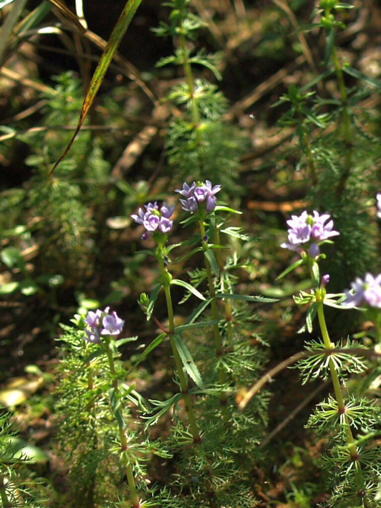 Limnophila Heterophylla (Limnophila heterophylla) |commons:File:Fig. 05 Limnophila heterophylla.jpg