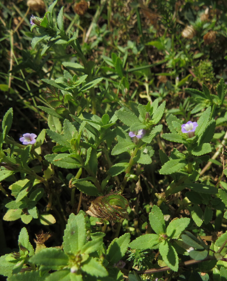Limnophila Repens (Limnophila repens) |commons:File:Limnophila repens.jpg