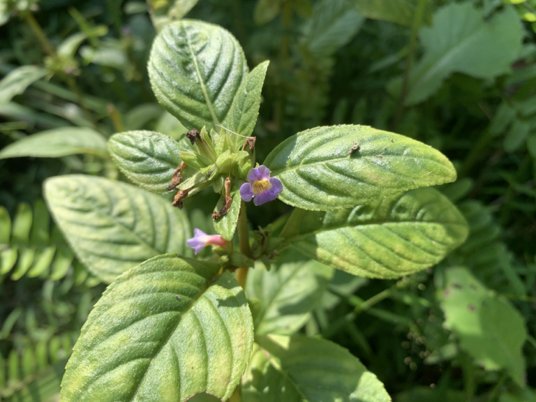 Limnophila Rugosa (Limnophila rugosa) |commons:File:Limnophila rugosa.png