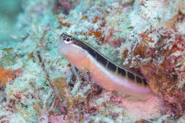 Linear Blenny (Ecsenius lineatus) |commons:File:Blénido (Ecsenius lineatus), Mauricio, 2025-09-23, DD 43.jpg