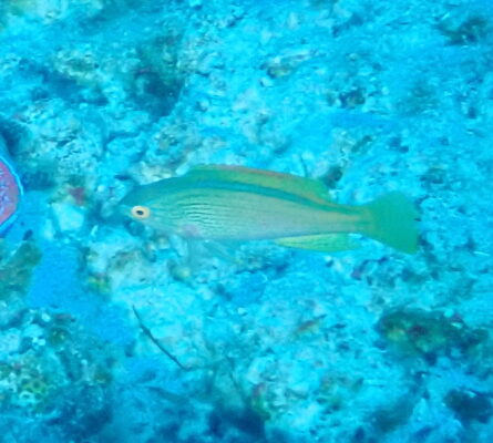 Lineatus Fairy Wrasse (Cirrhilabrus lineatus) |commons:File:Cirrhilabrus lineatus, Uatio, New Caledonia imported from iNaturalist photo 555070583.jpg