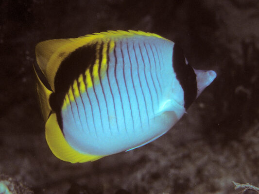 Lined Butterflyfish (Chaetodon lineolatus) |commons:File:Bep chaetodon lineolatus.jpg