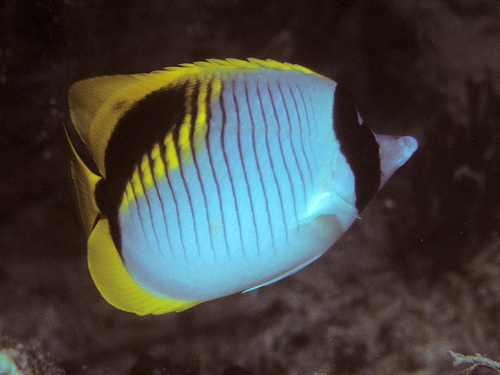 Lined Butterflyfish (Chaetodon lineolatus) |commons:File:Bep chaetodon lineolatus.jpg