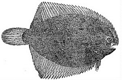 Lined Sole (Achirus lineatus) |commons:File:Achirus lineatus.jpg