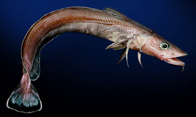 Ling (Molva macrophthalma) |commons:File:Molva macrophthalma.jpg