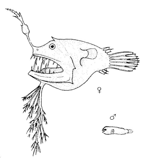 Linophryne arborifera (Linophryne arborifera) |commons:File:Linophryne arborifera (no common name).gif