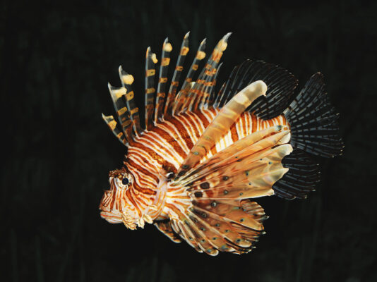 Lionfish (Pterois volitans) |commons:File:Common lion fish Pterois volitans.jpg