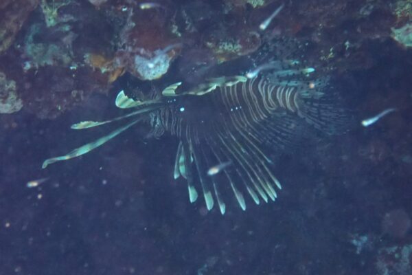 Lionfish Devil Pterois miles