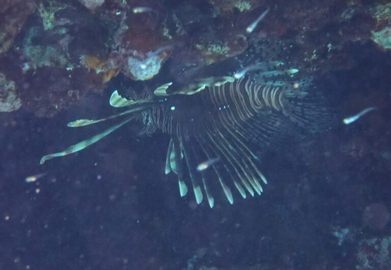 Lionfish Devil Pterois miles