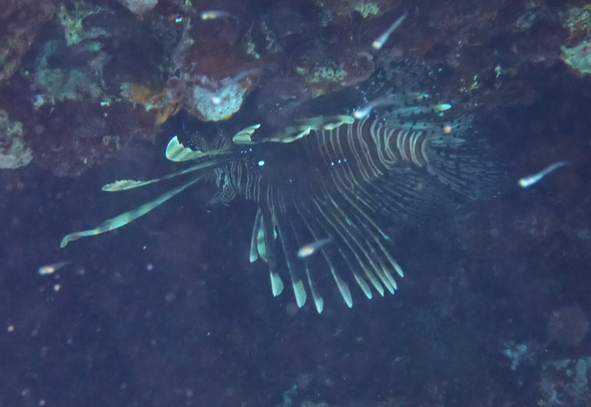 Lionfish Devil Pterois miles