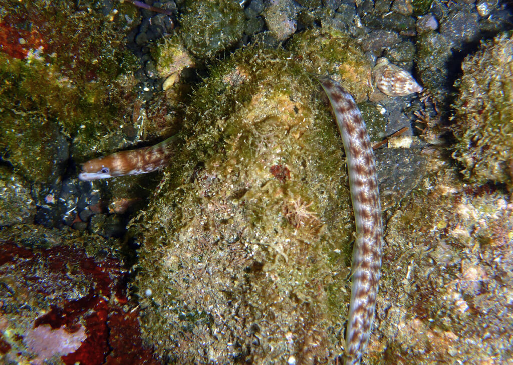 Lipspot Moray (Gymnothorax chilospilus) |commons:File:Gymnothorax chilospilus.JPG
