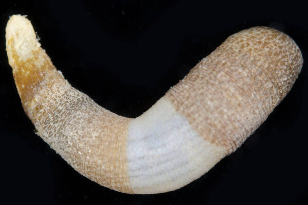 Lithacrosiphon cristatus Lithacrosiphon cristatus