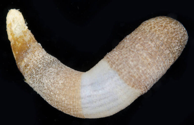 Lithacrosiphon cristatus Lithacrosiphon cristatus