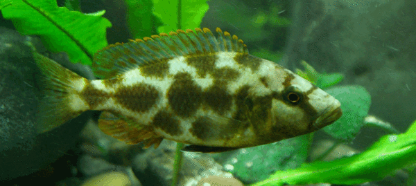 Livingstonii Cichlid (Nimbochromis livingstonii) |commons:File:Nimbochromis livingstonii.gif